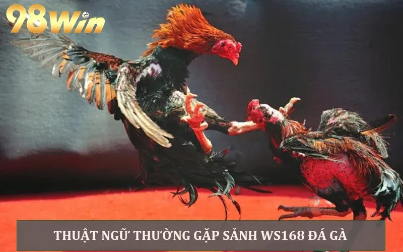 Lợi Ích Khi Chơi Sảnh Ws168 Đá Gà 98WIN