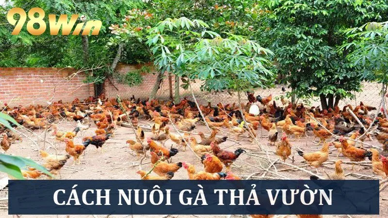 Chia sẻ cách nuôi gà thả vườn hiệu quả từ A - Z