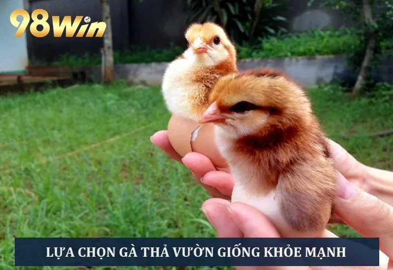 Chọn gà con khỏe, sức sống tốt để nhanh lớn