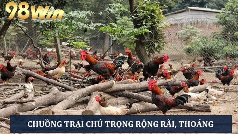 Chuồng trại phải rộng, thoáng, an toàn