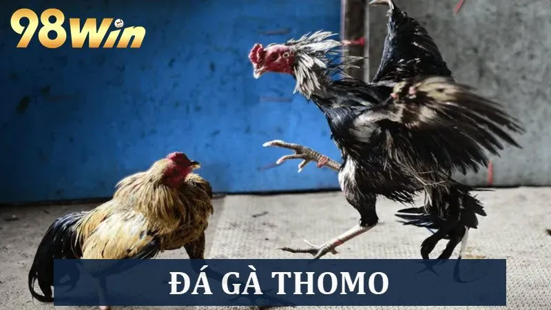 Tìm hiểu thông tin từ A - Z về hình thức Đá gà Thomo gay cấn