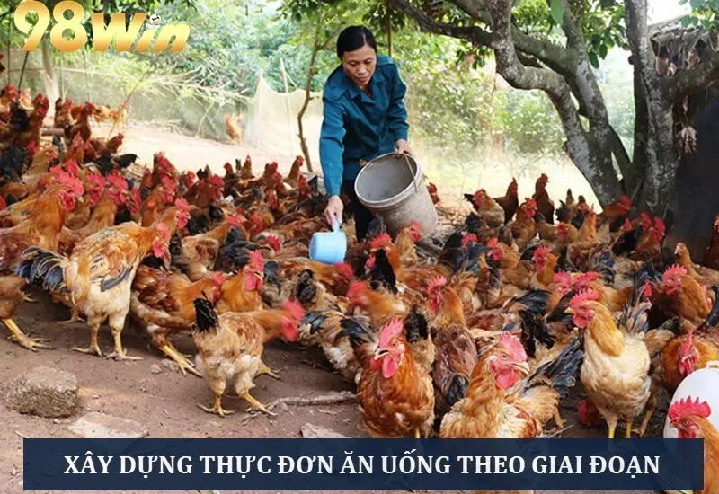 Cho gà thả vườn ăn uống hợp lý theo đúng lộ trình phát triển