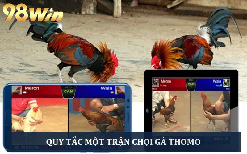 Trận đá gà Thomo được sắp xếp theo các tiêu chí khắt khe